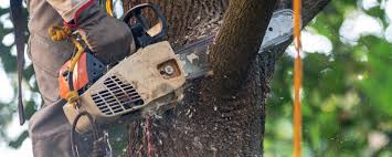 Best Hazardous Tree Removal  in Sterling City, TX