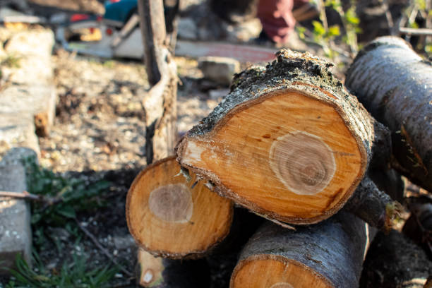 Best Firewood Processing and Delivery  in Sterling City, TX