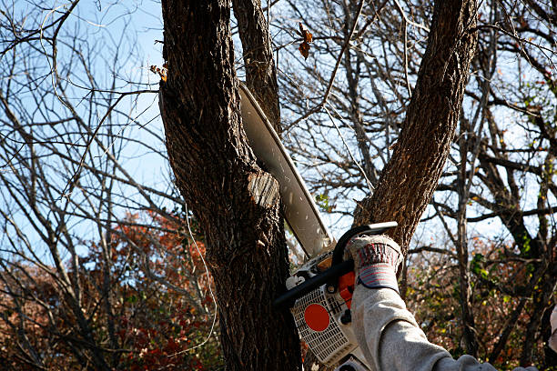 Best Hedge Trimming  in Sterling City, TX