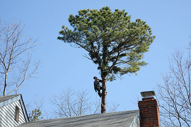 Best Storm Damage Tree Cleanup  in Sterling City, TX